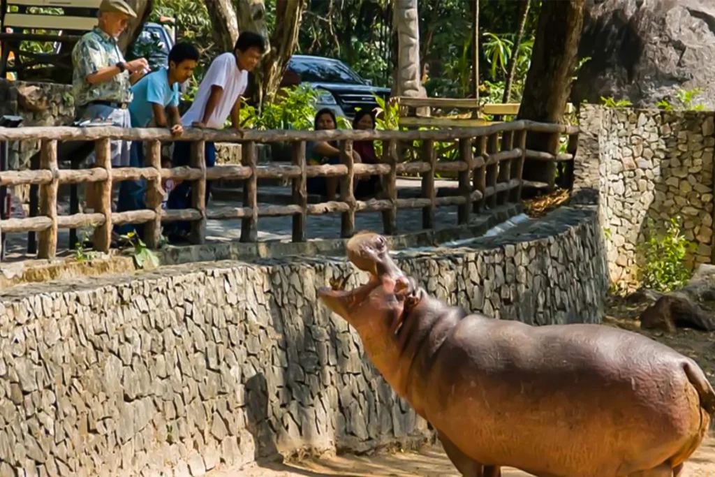 Khao Kheow Open Zoo