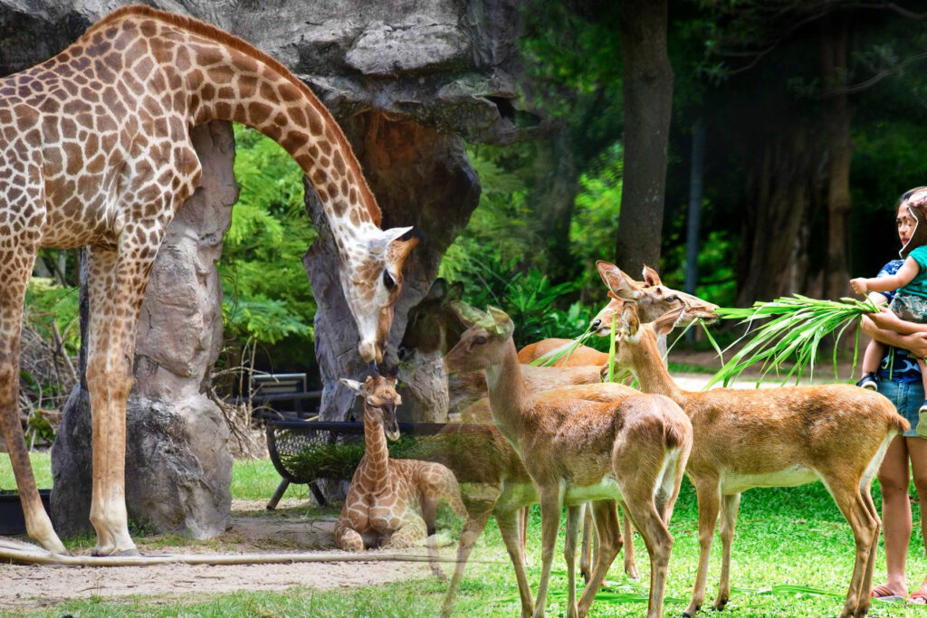 зоопапрк OPEN ZOO KHAO KHEOW