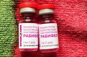 Вакцина Ветбиохим Рабифел против бешенства кошек инактивированная